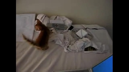 Гладно коте