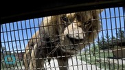 Circus Lion Rescued by Safe Haven Organization