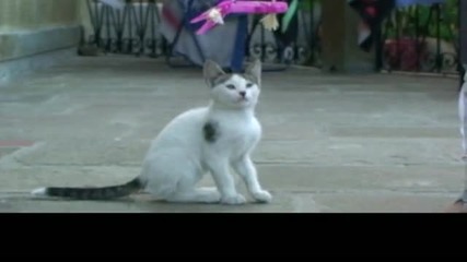 The Kiddy Cat Dance
