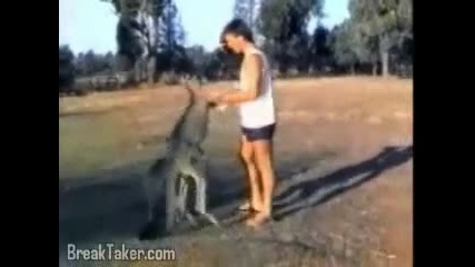 На животно вяра да нямаш...
