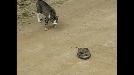 Котка срещу змия ~ Голям Смях ~