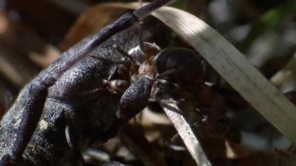 Мравките в Сибир