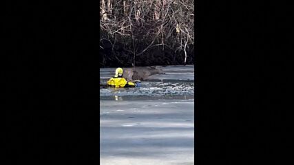 Пожарникар от Минесота спаси елен, пропаднал през замръзнала река (ВИДЕО)