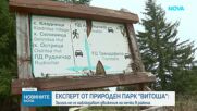 След смъртта на турист: Нови мерки срещу нападенията от мечки в Природен парк „Витоша“
