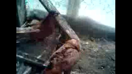 Паламарски Гълъби
