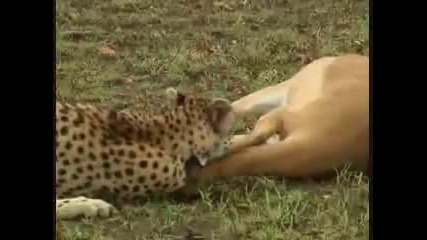 Газела надхитрява леопард и хиена
