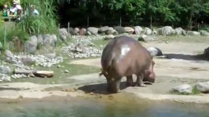 Експлодиращ хипопотам (не е за хора със слаби сърца)