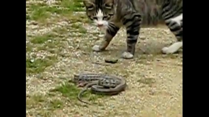 Смела котка се Бие със змия. Бой и екшън