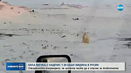 Вандали написаха „Т-34” със спрей върху бяла мечка