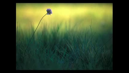 ... Morning Dream 