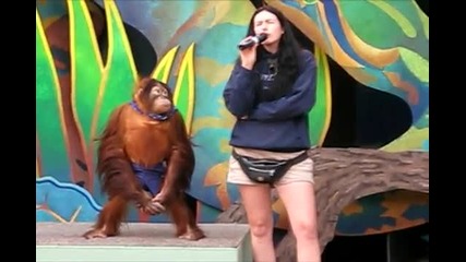 Smart Orangutan