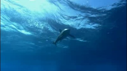 4 Strings - Diving 