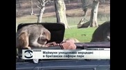 Маймуни разкостиха "Мерцедес" в сафари парк във Великобритания