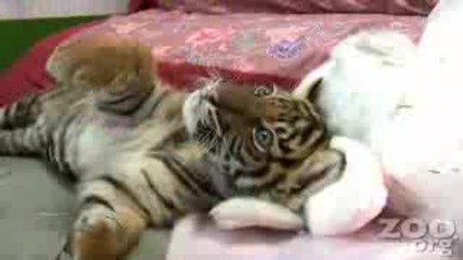 най сладкото тигарче 