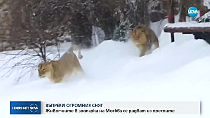 Дебелият сняг в Москва – радост за животните в зоопарка (ВИДЕО)