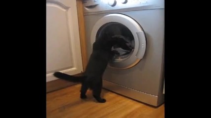 Котка срещу пералня 
