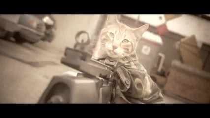 Medal of Honor Cat - Youtube