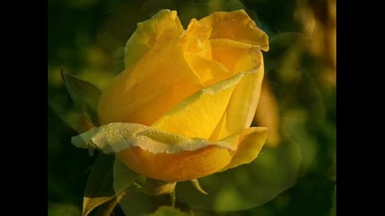 Жълтата кралица на цветята 