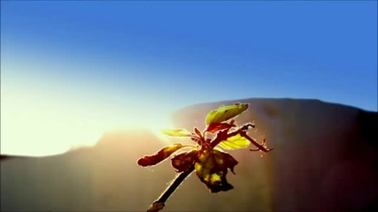North Sunset - Morning Flower (pierays Remix)