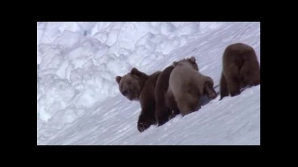 Bbc - Оцеляването на мечките гризли в полярни условия + Бг субтитри 