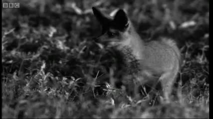 Bat - eared foxes eat beetle juice - Bbc Earth 