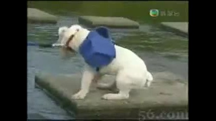 Маймунка Дърпа Куче През Река 