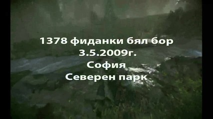 Greenteam - 1 Милион засадени дървета в България!