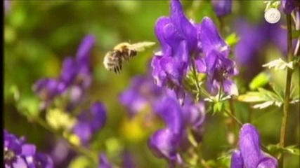 Nature and classical music - Blu-ray Hq