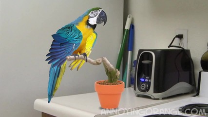 Annoying Orange - Garret the Parrot