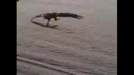 На лов - - - смях 