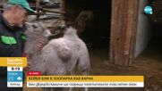 Варненският зоопарк се сдоби с нов питомец - бяло двугърбо камилче