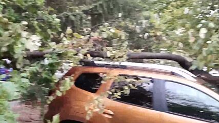Дърво падна върху лек автомобил в Стара Загора