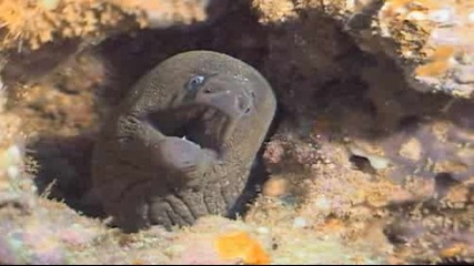 Перфектният Хищник - Рибата Moray eel