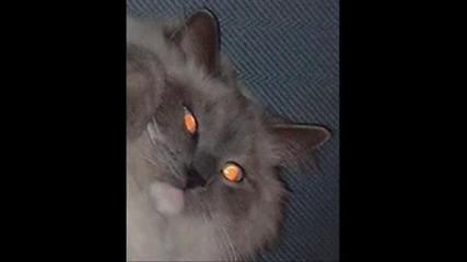 Devil Cats