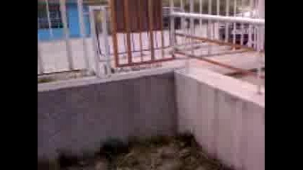 Bgfreeruns