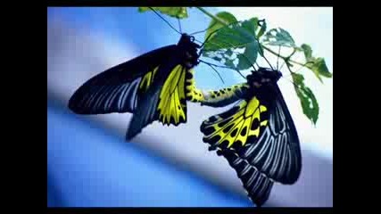 Natural Beauty - Butterflies