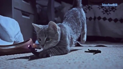 Kittens On The Beat