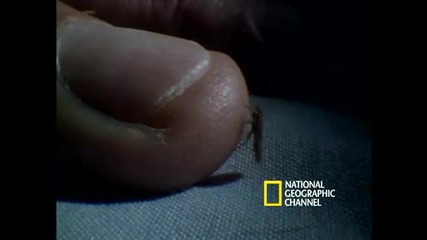 Bed Bugs (hq) (високо качество) 