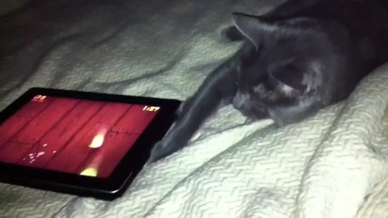 Коте играе с Ipad (fruit Ninja)
