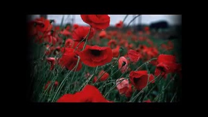 Макове - Лили Иванова 