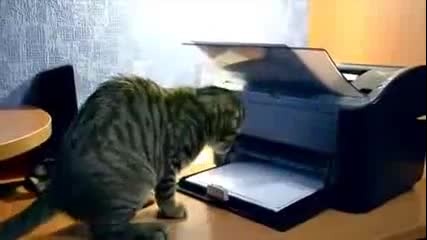 Funny Cats Compilation 20 min - Happy New Year 2014