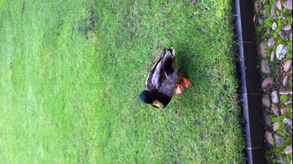cambridge duck