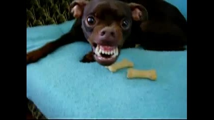 alien dog - animal instinct.