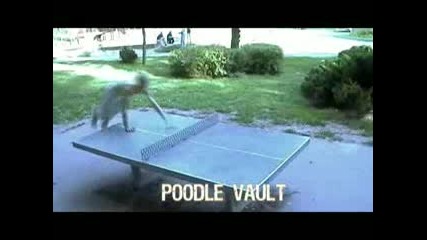Nov Vault - Poodle 