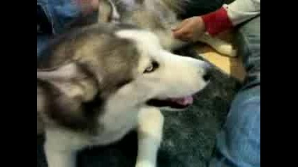 If You Want A Husky... Watch This First