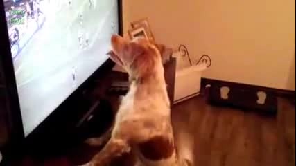 Кучета и котки гледат Световното по футбол през 2014