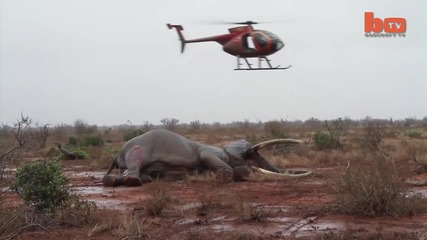 Спасяване на слон от отровна стрела
