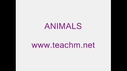 Animals Video for Kids