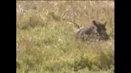 Wild lion feeds her cute baby animals a warthog snack for the first time - Bbc wildlife