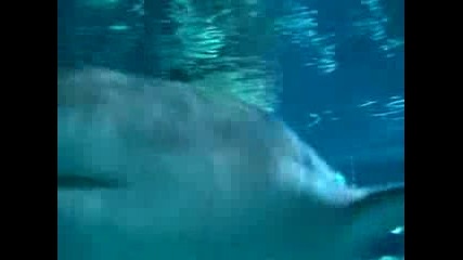 Chill with sharks 